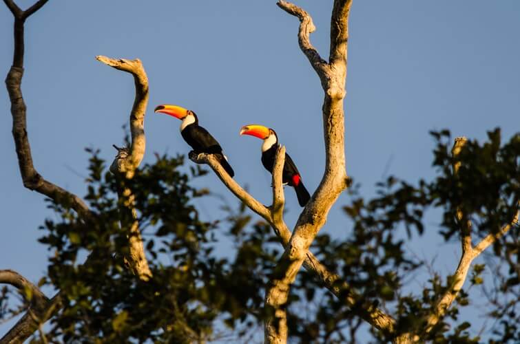 Destinos na América do Sul: Dois tucanos em galhos de uma árvore no Pantanal.