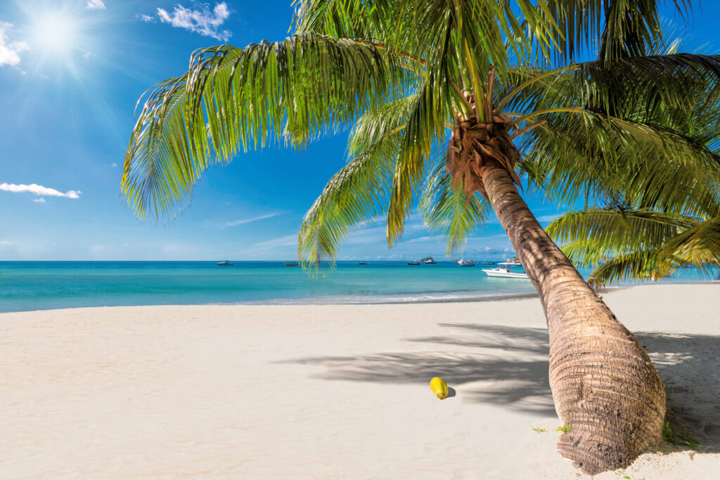 Praia com um coqueiro em Cancún