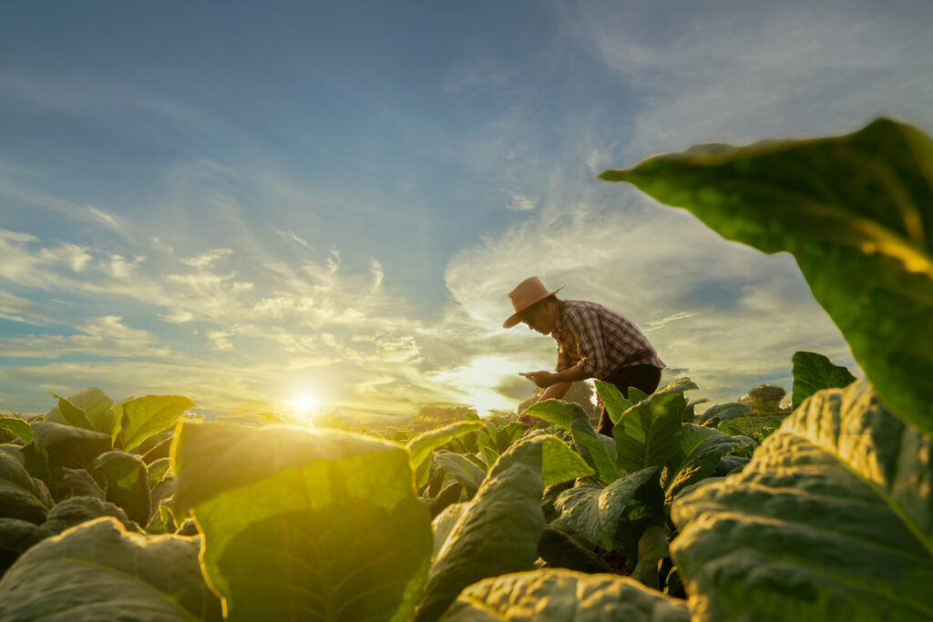 Imagem mostra agricultor para falar sobre o prazo de envio da Declaração do Imposto Territorial Rural.